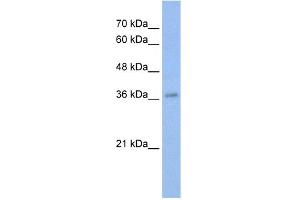 WB Suggested Anti-MYB Antibody Titration:  0. (MYB 抗体  (N-Term))