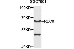 Western blot analysis of extracts of SGC-7901 cells, using REC8 antibody (ABIN5996123) at 1/1000 dilution. (REC8 抗体)