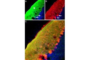 Expression of RyR2 in mouse cerebellum - Immunohistochemical staining of mouse cerebellum frozen sections with Anti-Ryanodine Receptor 2 Antibody (ABIN7043605, ABIN7045213 and ABIN7045214), (1:100), (green fluorescence). (RYR2 抗体  (Intracellular))