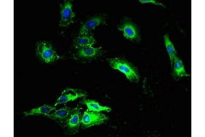 Immunofluorescence (IF) image for anti-NADH Dehydrogenase (Ubiquinone) 1 alpha Subcomplex, 3, 9kDa (NDUFA3) (AA 2-84) antibody (ABIN7160897)