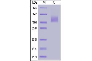 SDS-PAGE (SDS) image for Inducible T-Cell Co-Stimulator Ligand (ICOSLG) (AA 47-279) (Active) protein (His tag) (ABIN6938858)