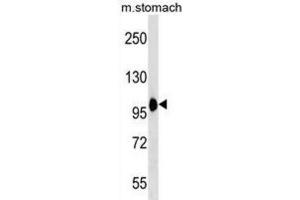 Western Blotting (WB) image for anti-Coatomer Protein Complex, Subunit beta 2 (COPB2) antibody (ABIN3000575) (COPB2 抗体)