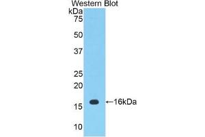 Western blot analysis of the recombinant protein. (PTGS2 抗体  (AA 240-351))