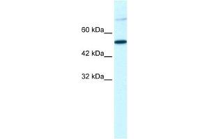 WB Suggested Anti-TBX3 Antibody Titration:  1.