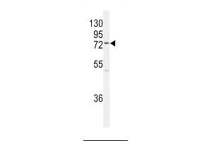 Western blot analysis of  Antibody (Center) (ABIN653629 and ABIN2842981) in MCF-7 cell line lysates (35 μg/lane). (UFL1 抗体  (AA 426-455))