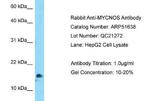 WB Suggested Anti-MYCNOS Antibody   Titration: 1. (MYCNOS 抗体  (N-Term))