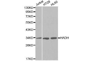 Western blot analysis of extracts of various cell lines, using HADH antibody. (HADH 抗体  (AA 1-314))