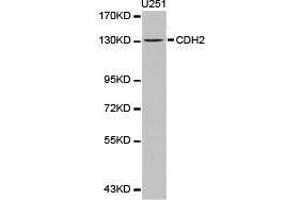 Western Blotting (WB) image for anti-Cadherin 2 (CDH2) antibody (ABIN1871706) (N-Cadherin 抗体)