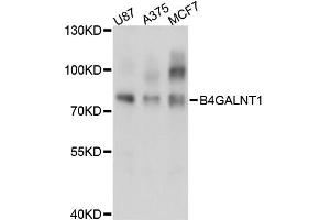 Western blot analysis of extracts of various cell lines, using B4GALNT1 antibody (ABIN6291805) at 1:3000 dilution. (B4GALNT1 抗体)