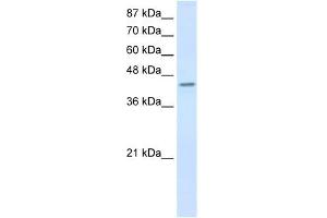 PCBP4 antibody used at 0. (PCBP4 抗体)