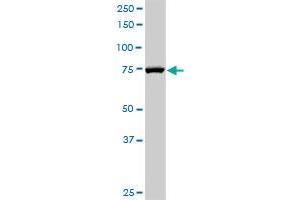 RAD17 MaxPab rabbit polyclonal antibody. (RAD17 抗体  (AA 1-584))