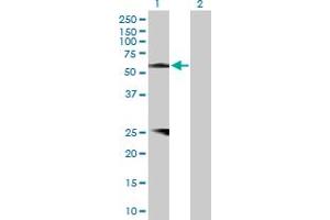 Western Blot analysis of PROZ expression in transfected 293T cell line by PROZ MaxPab polyclonal antibody. (PROZ 抗体  (AA 1-400))