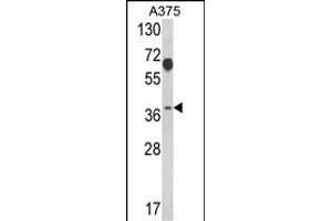 Western blot analysis of PSMD7 Antibody (N-term) (ABIN389456 and ABIN2839522) in  cell line lysates (35 μg/lane). (PSMD7 抗体  (N-Term))