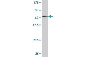 Western Blot detection against Immunogen (63. (CAPG 抗体  (AA 1-348))