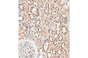 Immunohistochemical analysis of paraffin-embedded human kidney tissue using C performed on the Leica® BOND RXm. (NOX1 抗体  (AA 243-271))