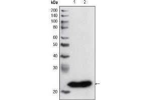 Western blot analysis using GSTP1 mouse mAb against PC3 cell lysate (1) and human cerebellum tissue lysate (2). (GSTP1 抗体)