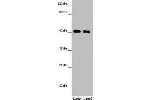 Western blot All lanes: MCRS1 antibody at 8 μg/mL Lane 1: Jurkat whole cell lysate Lane 2: Hela whole cell lysate Secondary Goat polyclonal to rabbit IgG at 1/10000 dilution Predicted band size: 52, 54, 51, 32 kDa Observed band size: 52 kDa (MCRS1 抗体  (AA 1-138))