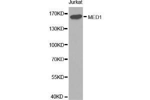 Western blot analysis of extracts of Jurkat cell lines, using MED1 antibody. (MED1 抗体  (AA 1-300))