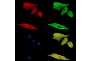 ABIN7095060 and ABIN7099116 staining  cells by IF/ICC. (FAM105B 抗体)
