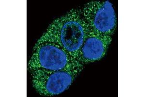 Immunofluorescence (IF) image for anti-ATPase, Cu++ Transporting, beta Polypeptide (ATP7B) antibody (ABIN3002647) (ATP7B 抗体)