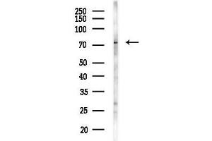 anti-F-Box and Leucine-Rich Repeat Protein 19 (FBXL19) antibody