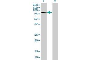 Western Blot analysis of ZBTB3 expression in transfected 293T cell line by ZBTB3 MaxPab polyclonal antibody. (ZBTB3 抗体  (AA 1-574))