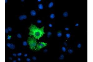 Anti-CAPN9 mouse monoclonal antibody (ABIN2455041) immunofluorescent staining of COS7 cells transiently transfected by pCMV6-ENTRY CAPN9 (RC215171). (Calpain 9 抗体)