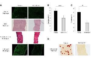 Immunofluorescence (IF) image for anti-Collagen, Type I (COL1) antibody (ABIN5596819)