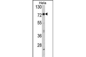 Western blot analysis of EIF2AK1 Antibody (Center) (ABIN392708 and ABIN2842185) in Hela cell line lysates (35 μg/lane). (EIF2AK1 抗体  (AA 267-296))