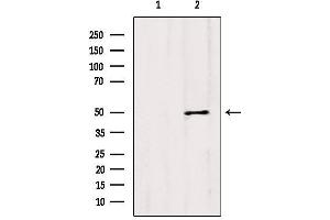 Western blot analysis of extracts from Mouse lung, using CCBL1/KAT1 Antibody. (CCBL1 抗体  (Internal Region))