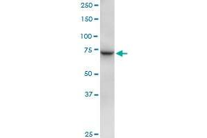TUBGCP4 MaxPab polyclonal antibody. (TUBGCP4 抗体  (AA 1-666))