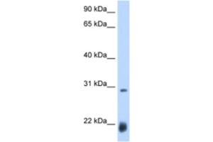 Western Blotting (WB) image for anti-Achaete-scute complex protein T5 (AC) antibody (ABIN2463429) (Achaete-scute complex protein T5 (AC) 抗体)
