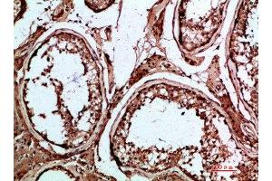Immunohistochemical analysis of paraffin-embedded human-testis, antibody was diluted at 1:200 (INSL3 抗体  (AA 10-50))