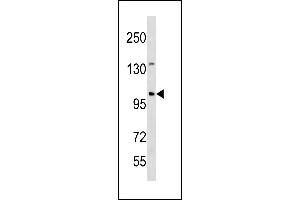 ESCO1 Antibody (C-term) (ABIN1881316 and ABIN2843281) western blot analysis in mouse spleen tissue lysates (35 μg/lane). (ESCO1 抗体  (C-Term))