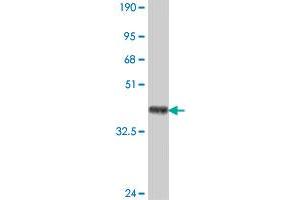 Western Blot detection against Immunogen (38. (RIN2 抗体  (AA 786-894))