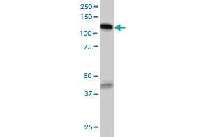 Western Blotting (WB) image for anti-EPH Receptor B3 (EPHB3) (AA 899-998) antibody (ABIN598667) (EPH Receptor B3 抗体  (AA 899-998))