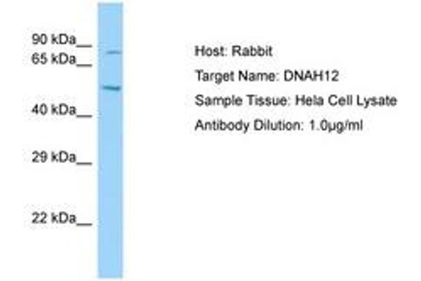 DNAH12 抗体  (AA 26-75)