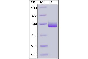SDS-PAGE (SDS) image for Folate Hydrolase (Prostate-Specific Membrane Antigen) 1 (FOLH1) (AA 44-750) protein (His tag,AVI tag,Biotin) (ABIN6731327)