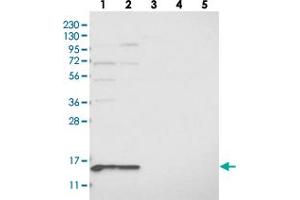 Western blot analysis of Lane 1: RT-4, Lane 2: U-251 MG, Lane 3: Human Plasma, Lane 4: Liver, Lane 5: Tonsil with MRPL41 polyclonal antibody  at 1:250-1:500 dilution. (MRPL41 抗体)