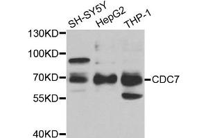 Western blot analysis of extracts of various cell lines, using CDC7 antibody.