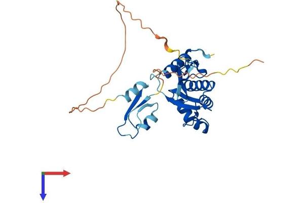 Ribonuclease H1 Protein (RNASEH1) (AA 1-285) (His tag)