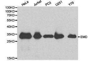 Western Blotting (WB) image for anti-Emerin (EMD) antibody (ABIN1872528) (Emerin 抗体)