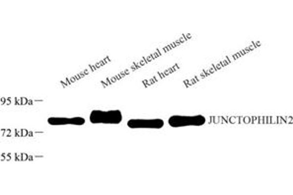 Junctophilin 2 抗体