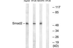 Western blot analysis of extracts from HT-29/NIH-3T3/HepG2 cells, using Smad2 (Ab-245) Antibody. (SMAD2 抗体  (AA 211-260))