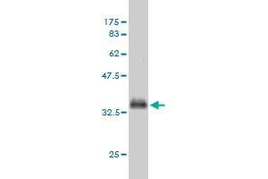 Western Blotting (WB) image for anti-SMAD, Mothers Against DPP Homolog 1 (SMAD1) (AA 1-110) antibody (ABIN561713)
