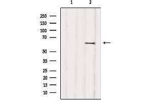 Western blot analysis of extracts from various samples, using RIC8B Antibody. (RIC8B 抗体  (C-Term))