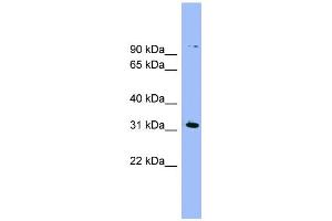 WB Suggested Anti-LRRC52 Antibody Titration:  0. (LRRC52 抗体  (N-Term))