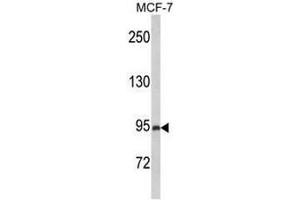 Western blot analysis of PREX1 Antibody (Center) in MCF-7 cell line lysates (35µg/lane). (PREX1 抗体  (Middle Region))