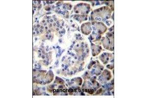SP2 Antibody (Center) (ABIN656360 and ABIN2845657) immunohistochemistry analysis in forlin fixed and paraffin embedded hun pancreas tissue followed by peroxidase conjugation of the secondary antibody and DAB staining.