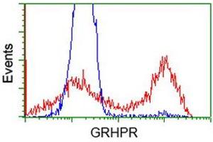 HEK293T cells transfected with either RC200963 overexpress plasmid (Red) or empty vector control plasmid (Blue) were immunostained by anti-GRHPR antibody (ABIN2453978), and then analyzed by flow cytometry. (GRHPR 抗体)